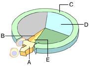 Which of these phases encompasses all of the stages of mitosis but no other events
